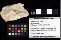 Foto (Objket + Etiketten) von Goniodromites bidentatus (Reuss, 1859) 